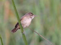 Oriental Reed-warbler  - Phetchaburi