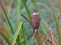 Oriental Reed-warbler  - Phetchaburi