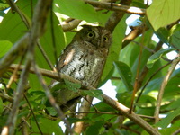 Oriental Scops Owl  - Khao Sok NP