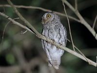 Oriental Scops Owl  - Kaeng Krachan NP