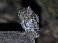 Oriental Scops Owl  - Kaeng Krachan NP