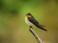 Pacific Swallow - juvenile  - Phuket