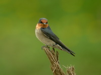 Pacific Swallow  - Phuket