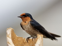 Pacific Swallow  - Phang Nga