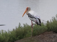 Painted Stork  - Laem Pak Bia