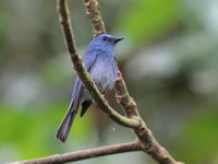 Pale Blue Flycatcher - male  - Bala