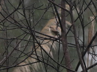 Pale-footed Bush-warbler  - Huai Nam Dang NP