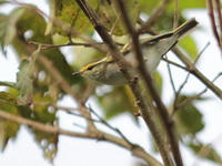 Pallas's Leaf Warbler  - Doi Ang Khang