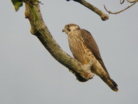 Peregrine Falcon - juvenile  - Koh Phra Thong