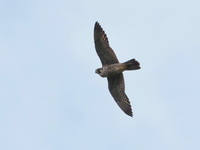 Peregrine Falcon - juvenile  - Chumphon