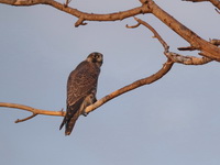 Peregrine Falcon - juvenile  - Bueng Boraphet
