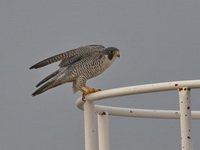 Peregrine Falcon  - Gulf of Thailand