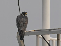 Peregrine Falcon  - Gulf of Thailand