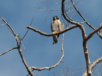 Peregrine Falcon  - Khao Sok NP
