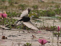 Pheasant-tailed Jacana  - Bueng Boraphet