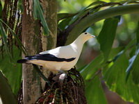 Pied Imperial Pigeon  - Mu Koh Similan NP
