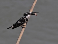 Pied Kingfisher  - Ayutthaya