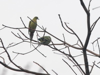 Pin-tailed Green Pigeon  - Doi Lang