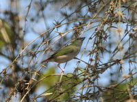 Pin-tailed Parrotfinch - female  - Kaeng Krachan NP