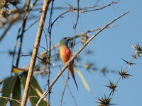 Pin-tailed Parrotfinch - male  - Kaeng Krachan NP