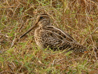Pin-tailed Snipe  - Thai Muang Golf Course