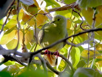 Pink-necked Green Pigeon - female  - Phuket