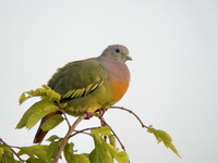 Pink-necked Green Pigeon - male  - Phuket