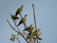 Pink-necked Green Pigeon  - Phuket