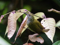 Plain Sunbird - female  - Bala