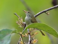Plain Sunbird - juvenile  - Khao Luang Krung Ching NP