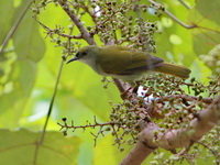 Plain Sunbird - male  - Khao Sok NP