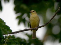 Plain-backed Sparrow - female  - Doi Inthanon NP