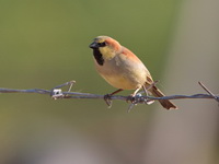 Plain-backed Sparrow - male  - Laem Pak Bia