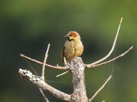 Plain-backed Sparrow - male  - Khao Yai NP