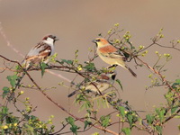 Plain-backed Sparrow - male  - Bueng Boraphet