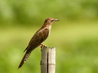 Plaintive Cuckoo - female  - Phang Nga