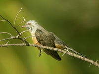 Plaintive Cuckoo  - Phuket