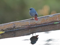 Plumbeous Water Redstart - male  - Doi Inthanon NP
