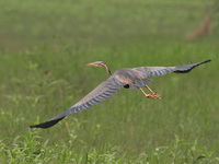 Purple Heron  - Bueng Boraphet