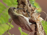 Purple Sunbird - female  - Surin