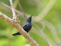 Purple Sunbird - male  - Chiang Saen