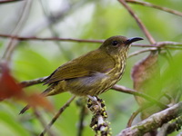 Purple-naped Sunbird - female  - Bala