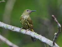 Purple-naped Sunbird - male  - Sa Nang Manora FP