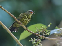 Purple-naped Sunbird - male  - Sri Phang Nga NP