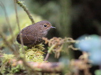 Pygmy Cupwing  - Doi Inthanon NP