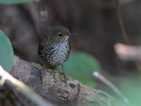 Pygmy Cupwing  - Doi Inthanon NP