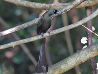 Racket-tailed Treepie  - Kaeng Krachan