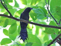 Ratchet-tailed Treepie  - Kaeng Krachan NP