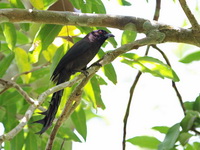 Ratchet-tailed Treepie  - Kaeng Krachan NP