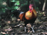 Red Junglefowl - male  - Kaeng Krachan
